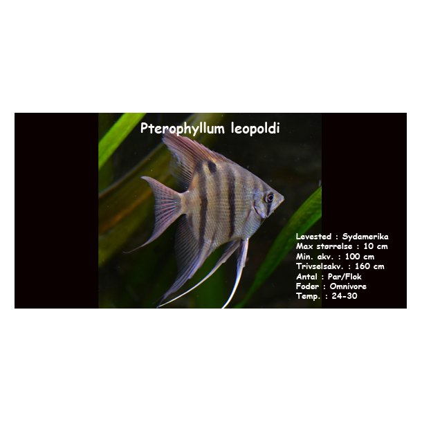 Pterophyllum leopoldi