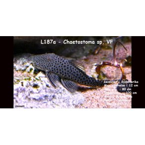 L187a - Chaetostoma sp. VF