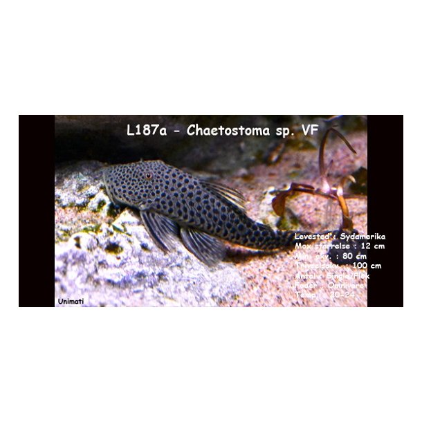 L187a - Chaetostoma sp. VF