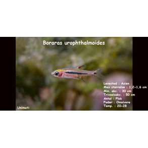 Boraras urophthalmoides