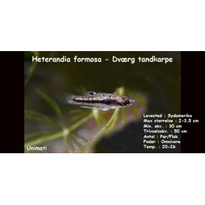 Heterandia formosa - Dvrg tandkarpe