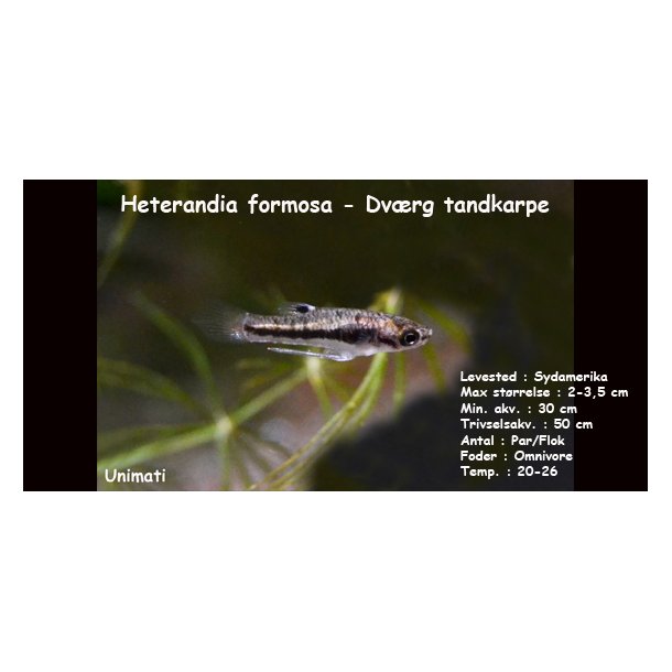 Heterandia formosa - Dvrg tandkarpe