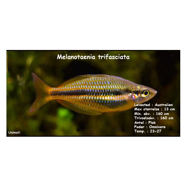 Melanotaenia trifasciata - Andre fisk - Unimati ApS