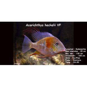 Acarichthys heckelii VF