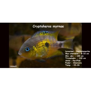 Cryptoheros myrnae