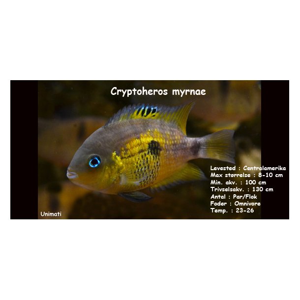 Cryptoheros myrnae