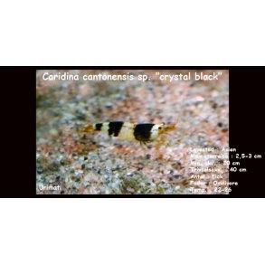 Caridina cantonensis sp. 