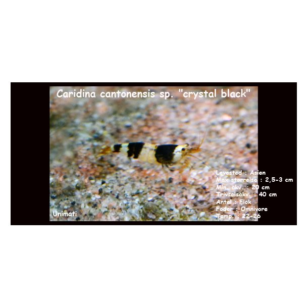 Caridina cantonensis sp. "crystal black"