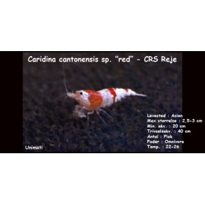 Caridina cantonensis sp. 