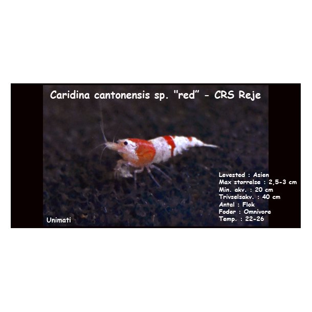 Caridina cantonensis sp. "red" - CRS Reje