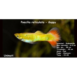 Poecilia reticulata-Guppy, Div. farver, DK Opdrt