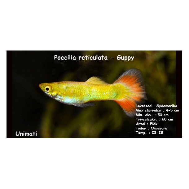 Poecilia reticulata-Guppy, Div. farver, DK Opdrt