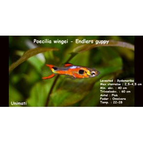 Poecilia wingei - Endlers guppy.