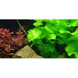 Nymphoides hydrophylla 'Taiwan', 1-2-Grow! 