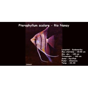 Pterophyllum scalare - Rio Nanay