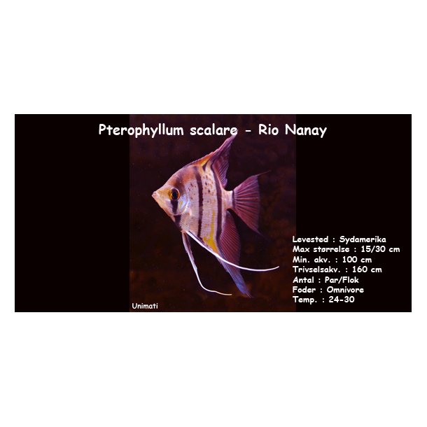 Pterophyllum scalare - Rio Nanay