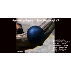 Neritina pulligera - Sort Majssnegl/Batmansnegl VF