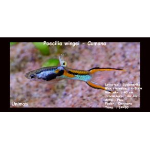 Poecilia wingei 