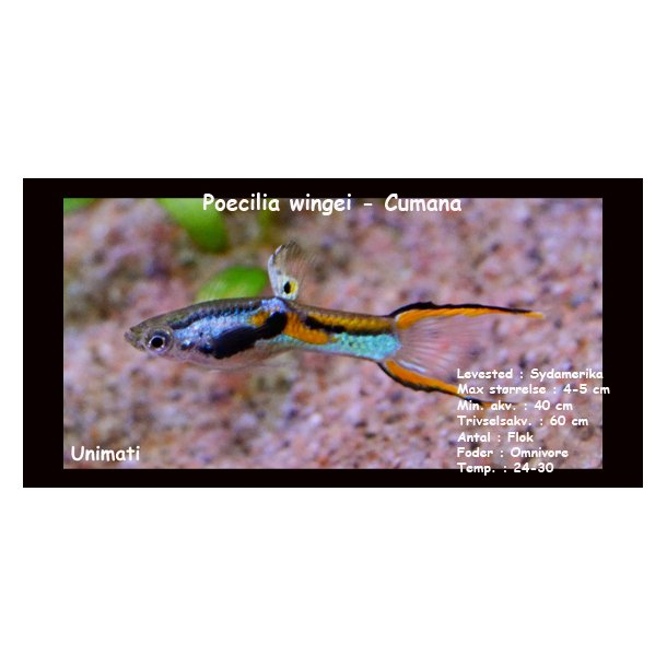Poecilia wingei "Cumana"