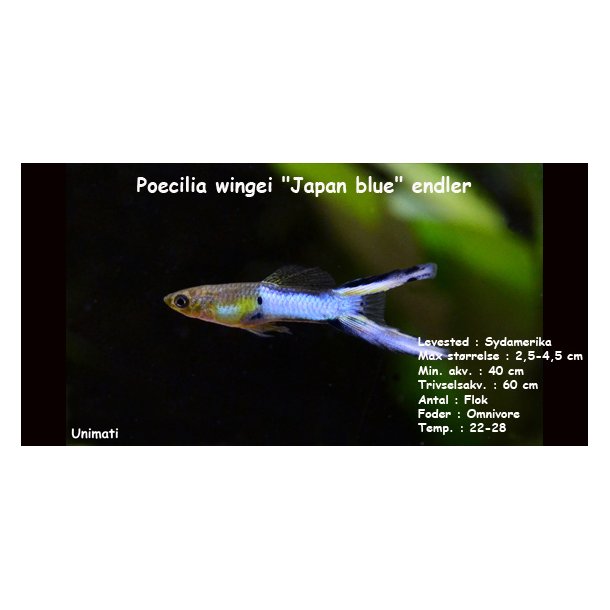 Poecilia reticulataXwingei "Japan blue"