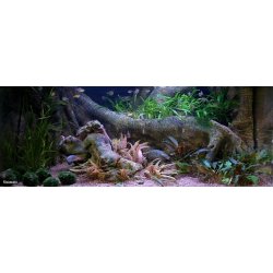 Tropical Forest Tree Trunk 78x38 cm incl. filter