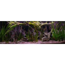 Tropical Forest Tree Trunk 128x48 cm incl. filter