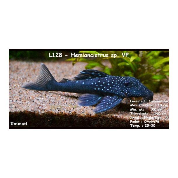 L128 - Hemiancistrus sp. VF