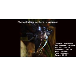 Pterophyllum scalare - Marmor