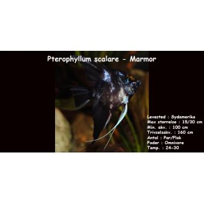 Pterophyllum scalare - Marmor
