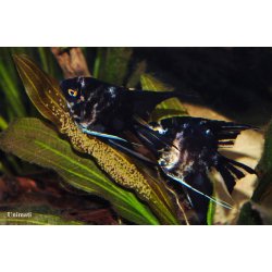 Pterophyllum scalare - Marmor
