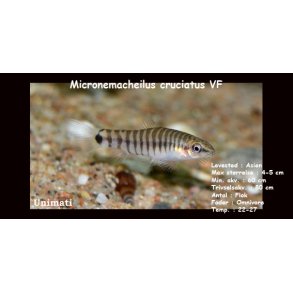 Micronemacheilus cruciatus VF - Vietnam Dv�rgsmerling