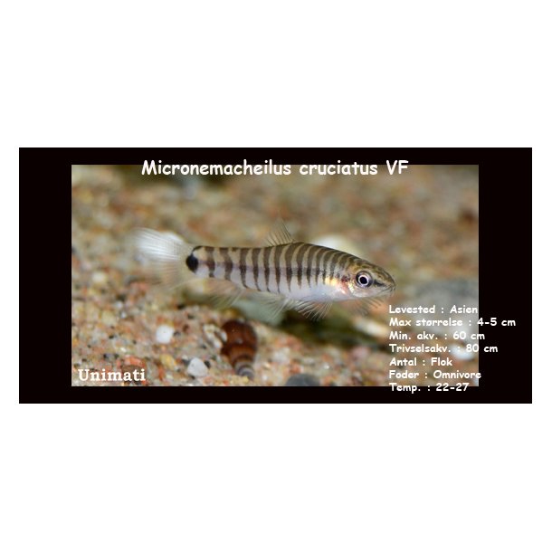 Micronemacheilus cruciatus VF - Vietnam Dvrgsmerling