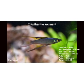 Iriatherina werneri - Werners regnbuefisk