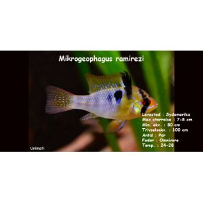 Mikrogeophagus ramirezi - Sommerfuglecichlide