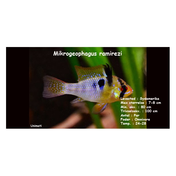 Mikrogeophagus ramirezi