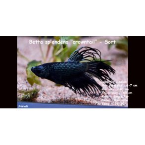 Betta splendens 