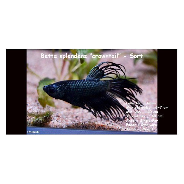 Betta splendens "crowntail" - Sort han