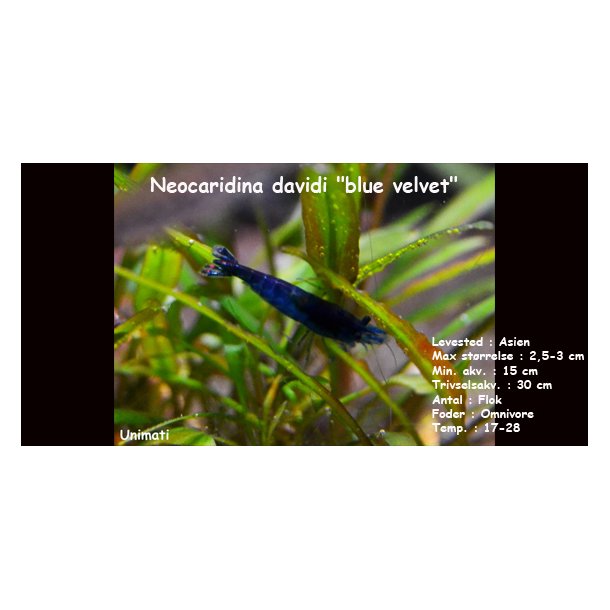 Neocaridina davidi "blue velvet"