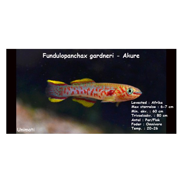 Fundulopanchax gardneri - Akure