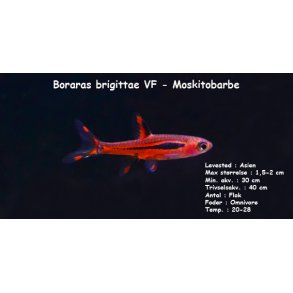 Boraras brigittae VF - Moskitobarbe