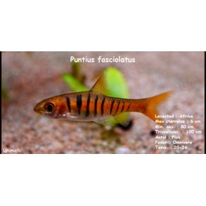 Puntius fasciolatus - African banded barb