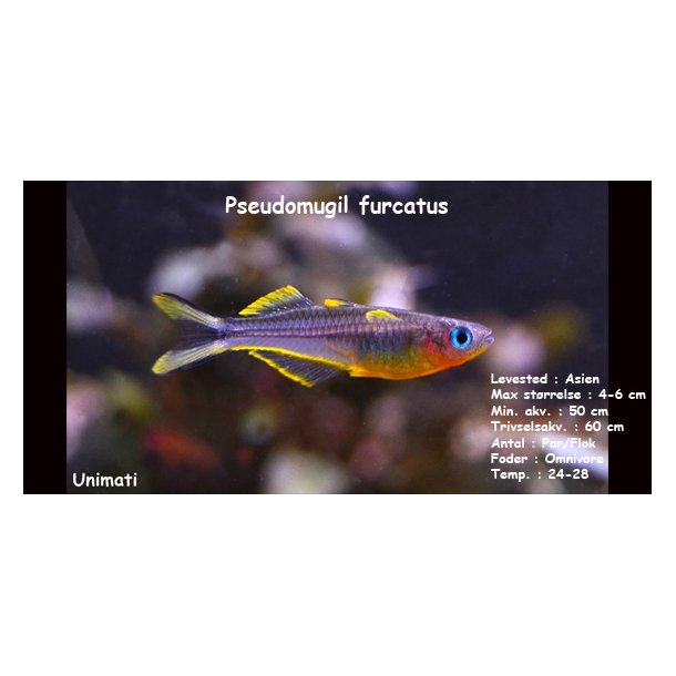 Pseudomugil furcatus - Gaffelhalet regnbuefisk