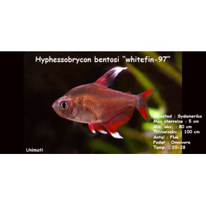 Hyphessobrycon bentosi 