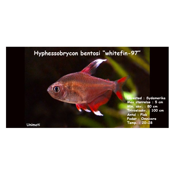 Hyphessobrycon bentosi "whitefin-97"