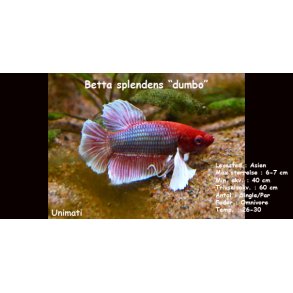 Betta splendens 