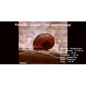 Planorbis corneus - Rød posthornsnegl