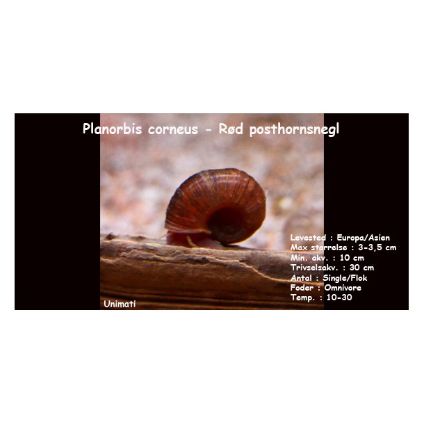 Planorbis corneus - R&oslash;d posthornsnegl