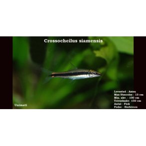 Crossocheilus siamensis - Siamesisk algeder