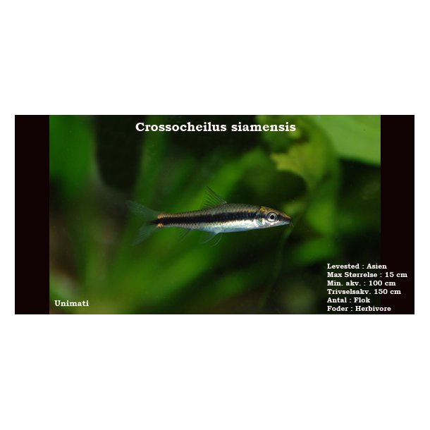 Crossocheilus siamensis - Siamesisk algeder