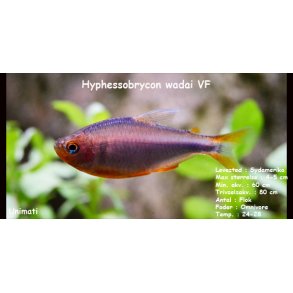 Hyphessobrycon wadai 